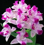 Cattleya Monte Elegante 'Hsin Puâ€™