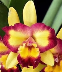 Rlc. Shin Shiang Diamond '#1'