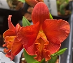 Rth. Chief Glory 'Red Ant'