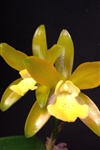 Cattleya Chocolate Drop 'Lemon Chiffon'