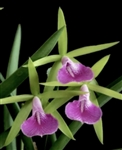 Bc. Gulfshore's Beauty 'Green Gem'