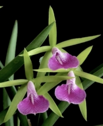 Bc. Gulfshore's Beauty 'Green Gem'