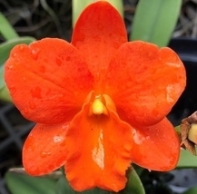 Rth. Hsinying Orange Nugget 'Orange Queen' (Fuch's Orange Nugget x Shinfong Little Sun)