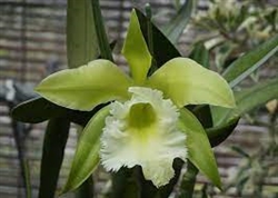 Prosrhyncholeya Muscat Smile 'Green Mountain' (Enc. Mariae x Blc. Lester McDonald)