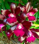 Ctt. Sagarik Wax 'African Beauty'