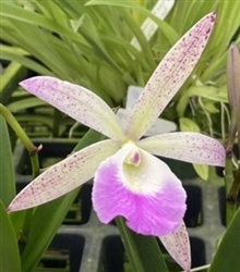 Cattleya Summer Spots x B. nodosa 4N