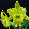 Rlc. Sung Ya Green 'Mailman'