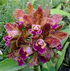 Rlc. Waianae Leopard 'Ching Hua'