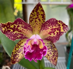 Rlc. Waianae Leopard 'Ching Hua'