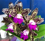 Rlc. Yuan Dung Python 'Happy Rui'