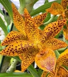 Cycnodes Leopard's Gold (Cyc. warscewiczii x Cycd. Freckled Sweetheart 'JEM')