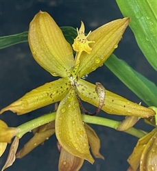 Cycnodes William Clarke (cooperi x herrenhusanum)
