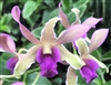 Dendrobium Dragon Fly 'Variegated'