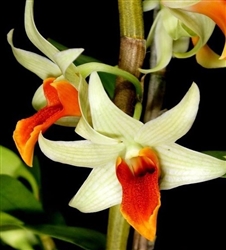 Dendrobium Jiaho Delight 'Red Lipsâ€™
