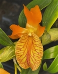 Dendrobium Sheng Yi Bumblebee (unicum x Stardust)