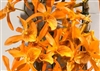 Dendrobium Tangerine Stars (Stardust 'Firebird' x Tangerine Dream)