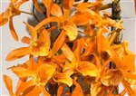 Dendrobium Tangerine Stars (Stardust 'Firebird' x Tangerine Dream)