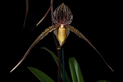 Paphiopedilum Saint Swithin