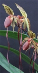 Paphiopedilum Chiu Hua Dancer x Shin Yi Williams