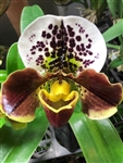 Paphiopedilum Burgundy Complex Type