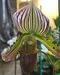 Paphiopedilum Jeanette Judson (urbanianum x lawrenceanum)