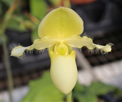 Paphiopedilum Nike's Sunny Delight x Pinocchio