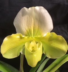 Paphiopedilum Stone Lovely x Pacific Shamrock