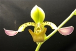 Paphiopedilum Toni Semple v. semi-alba