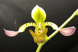 Paphiopedilum Toni Semple v. semi-alba