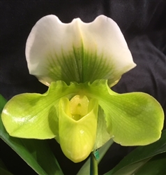 Paphiopedilum Via Vulcan Verde x King of Sweden