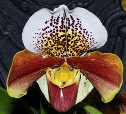 Paphiopedilum Winston Churchill 'Indomitable' FCC/AOS