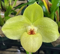 Paphiopedilum Wossner China Moon (hangianum x armeniacum)