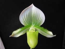 Paphiopedilum Maudiae Green/White