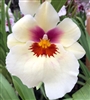 Miltoniopsis Arthur Cobbledick 'Springtime' HCC/AOS