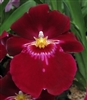 Miltoniopsis Bert Field 'Leash'