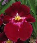 Miltoniopsis Bert Field 'Leash'