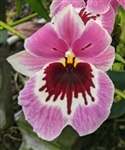 Miltoniopsis Dennis Olivas