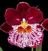 Miltoniopsis Hajime Ono