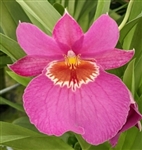 Miltoniopsis Jolene Carlson 'Ravishing' AM/AOS