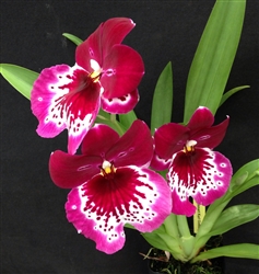 Miltoniopsis Lennart Karl Gottling 'Red Rim'