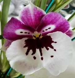 Miltoniopsis Lila Fearneyhough