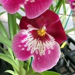 Miltoniopsis Lila Fearneyhough