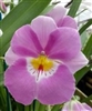 Miltoniopsis Linda Lingle