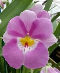 Miltoniopsis Linda Lingle