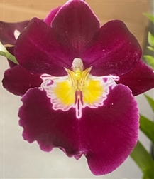 Miltoniopsis Maui Star 'Red Moon' x Harold Linsman 'Hot & Spicy'