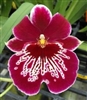 Miltoniopsis Morris Chestnut