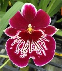 Miltoniopsis Morris Chestnut