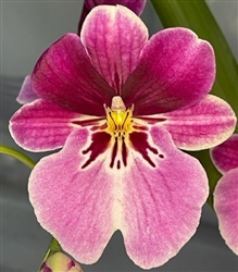 Miltoniopsis Princess Diana