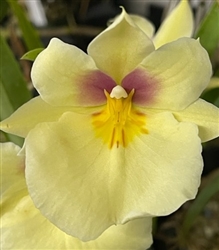 Miltoniopsis QF Yellow Belly (Lemon Fill x roezlii)