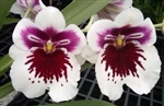 Miltoniopsis White Truffle 'Bright Eyes'